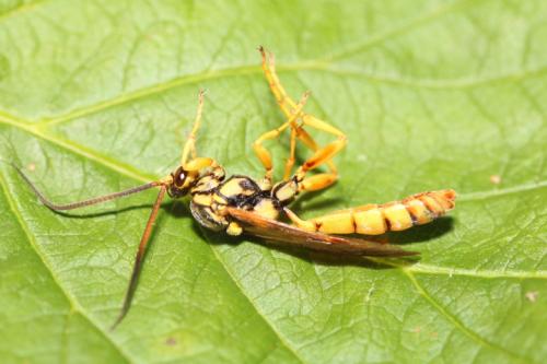 Eutanyacra crispatoria